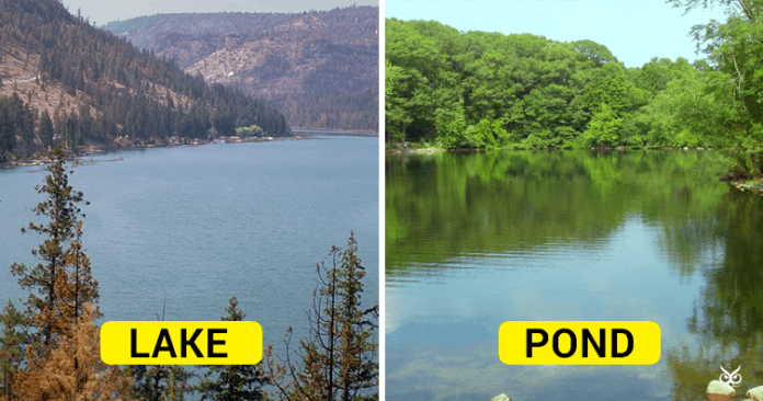 Difference between lake and pond