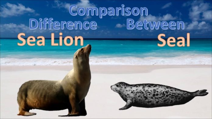 difference between seal and sea lion